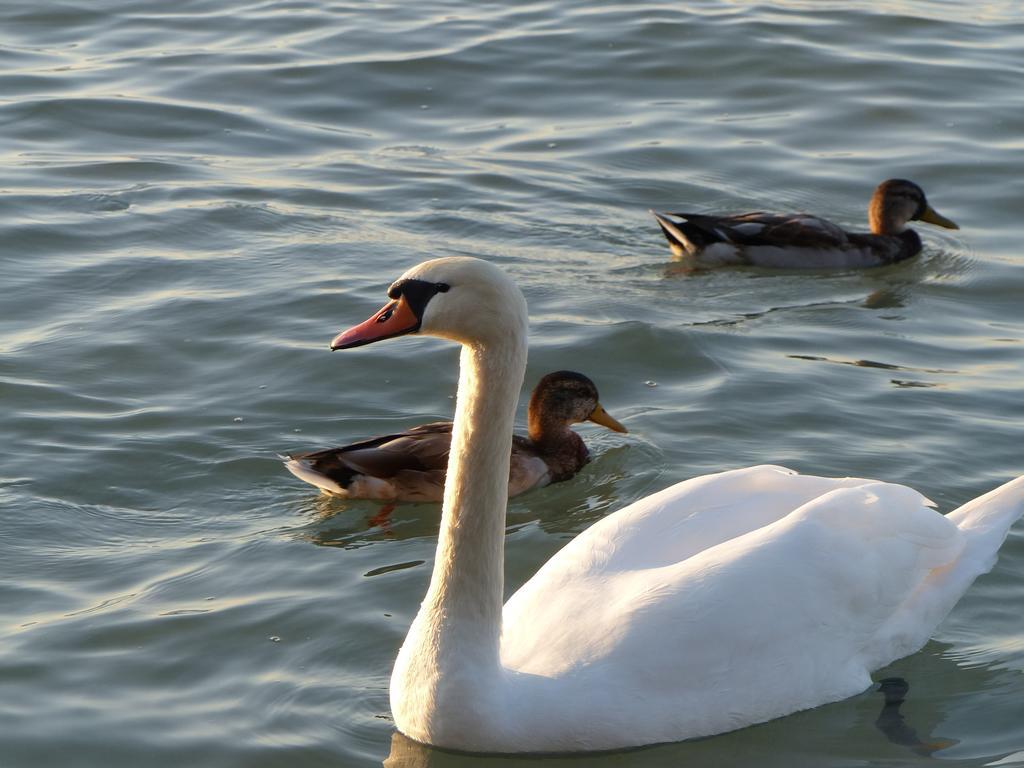 שיופוק Toscana Lakeside Apartments I - II Family Friend מראה חיצוני תמונה
